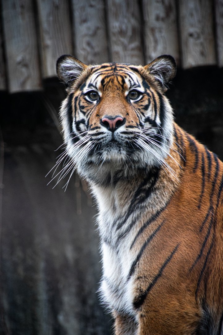 Sumatran tiger (Panthera tigris sondaica)