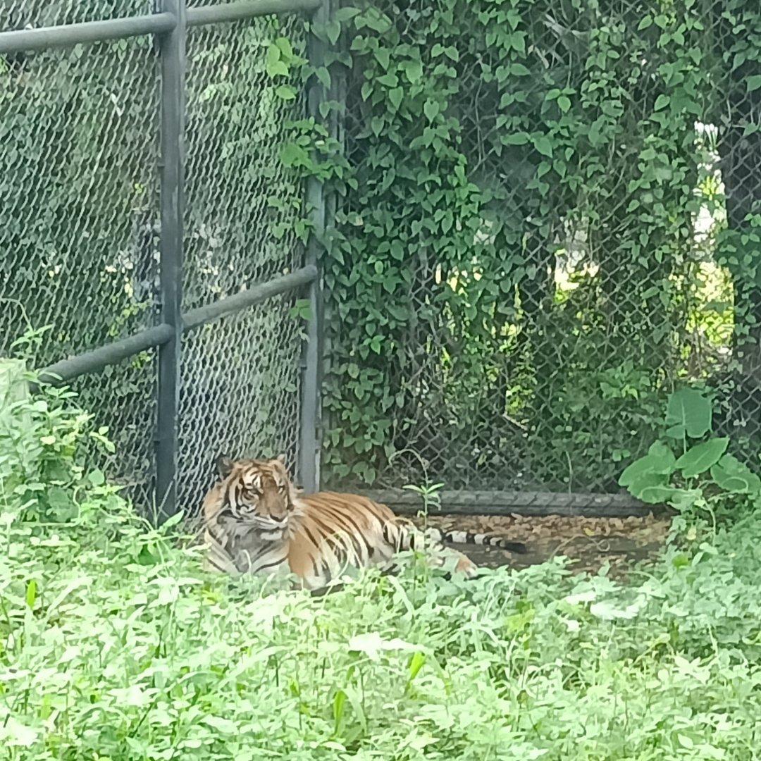 Sumatran tiger (Panthera tigris sondaica)