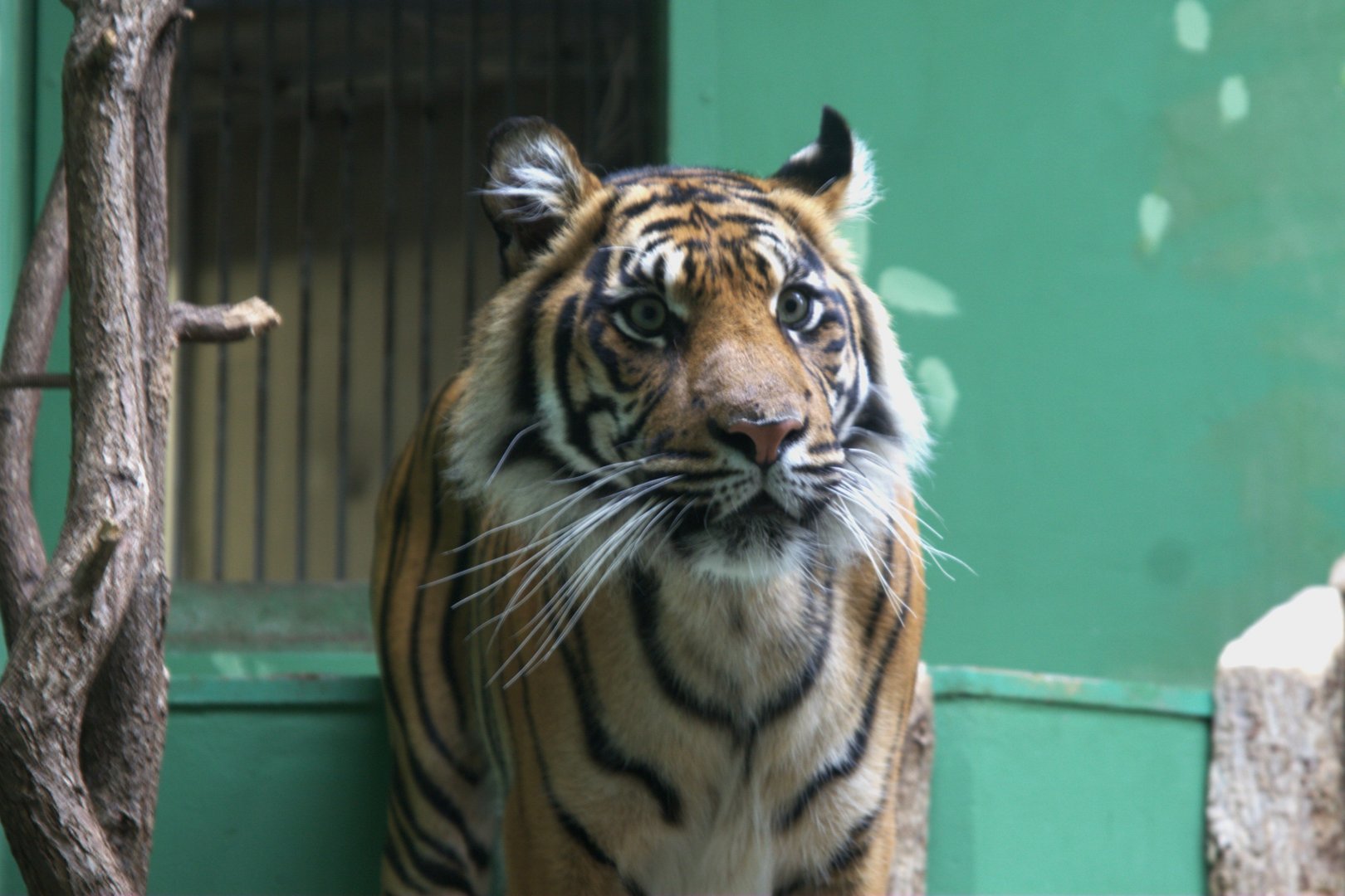 Sumatran Tiger (Panthera tigris sumatrae), 12-09-25