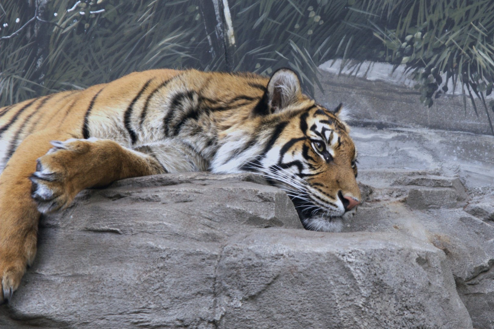 Sumatran Tiger (Panthera tigris sumatrae), 16-09-25