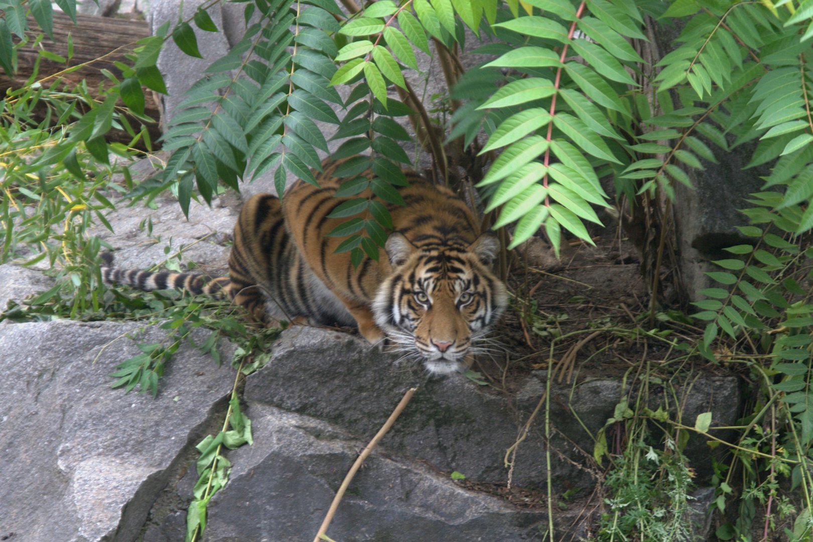 Sumatran Tiger (Panthera tigris sumatrae), 18-09-25