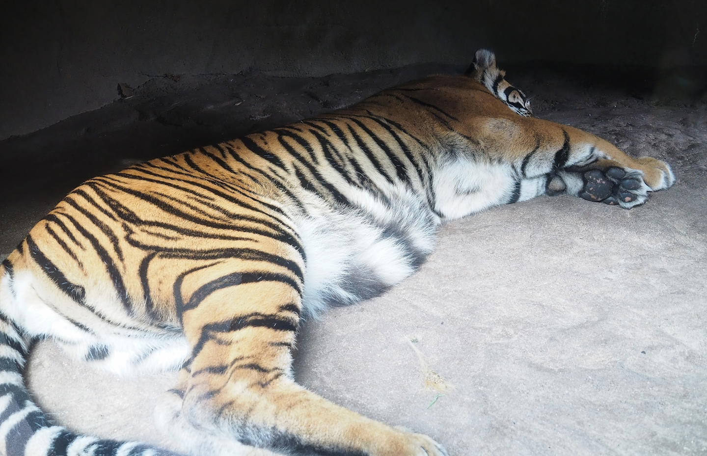 Sumatran tiger (Panthera tigris sumatrae), 2023-10-07