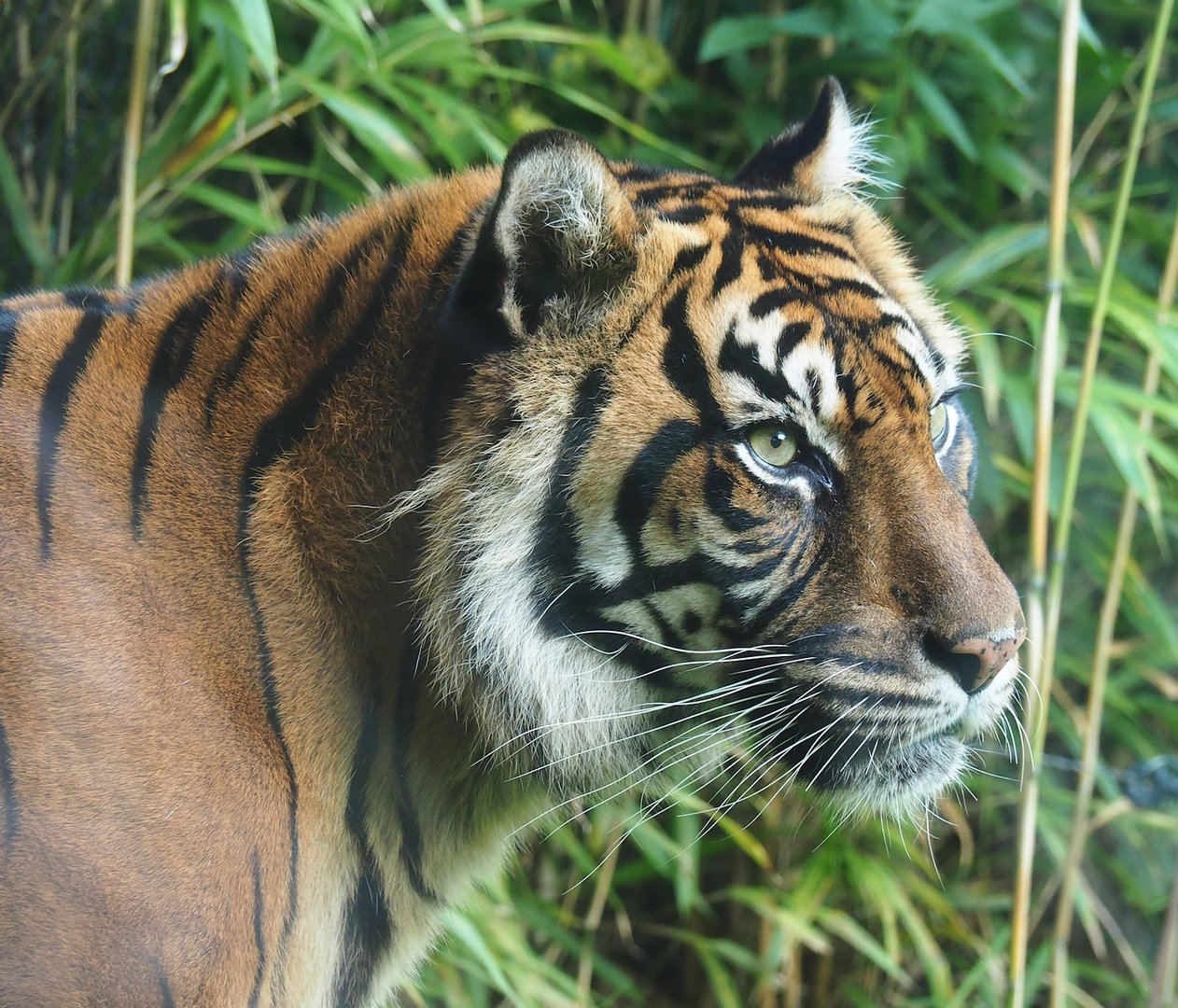 Sumatran tiger (Panthera tigris sumatrae), 2023-10-07