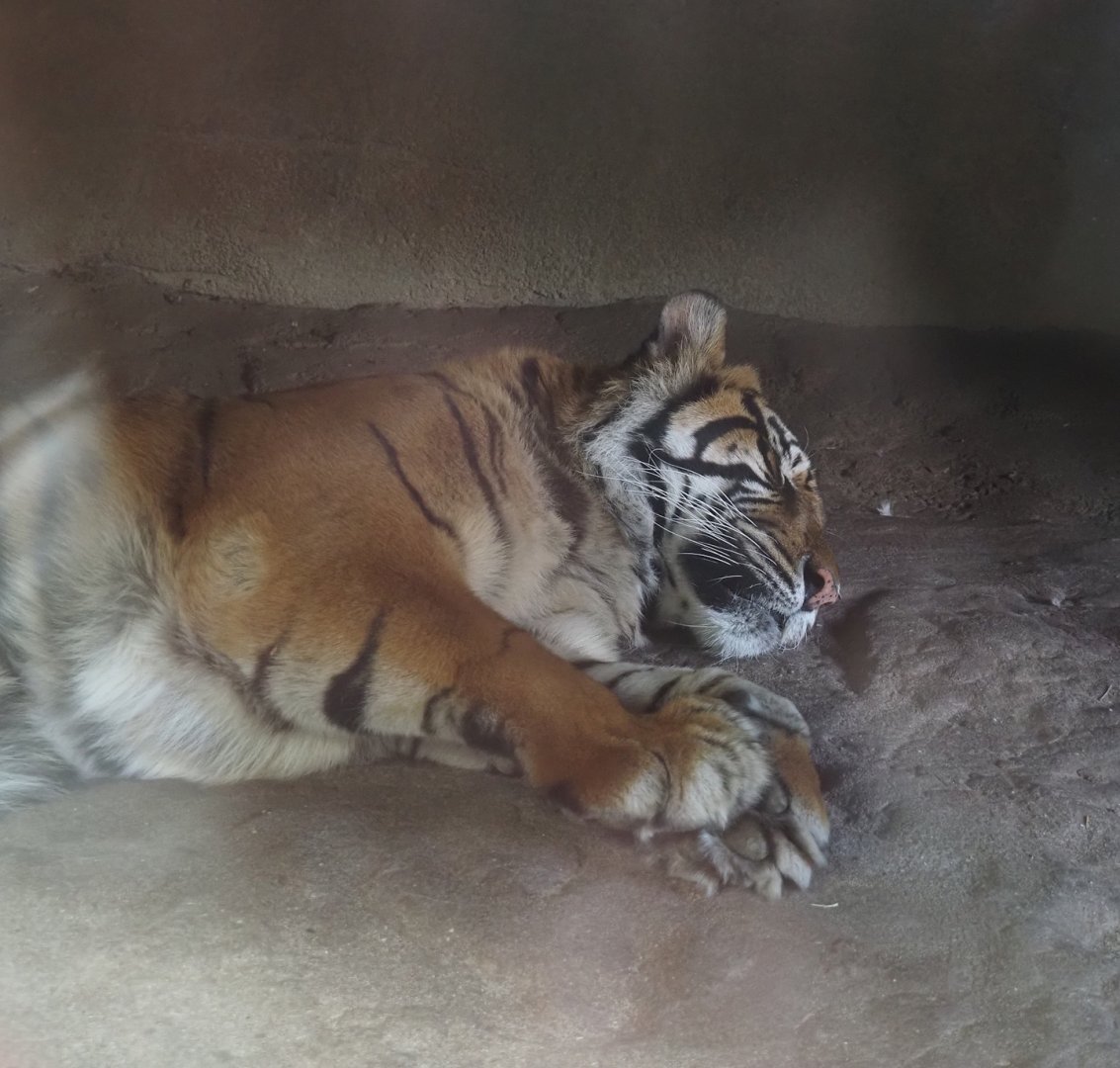 Sumatran tiger (Panthera tigris sumatrae), 2025-05-17