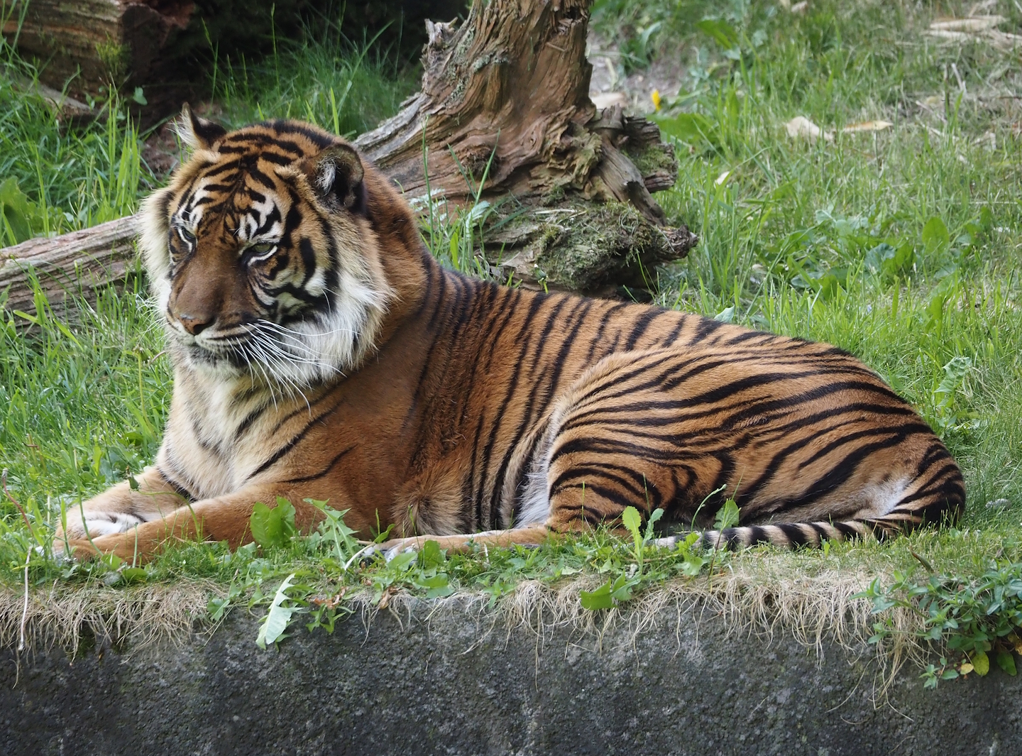 Sumatran tiger (Panthera tigris sumatrae), 2025-05-17