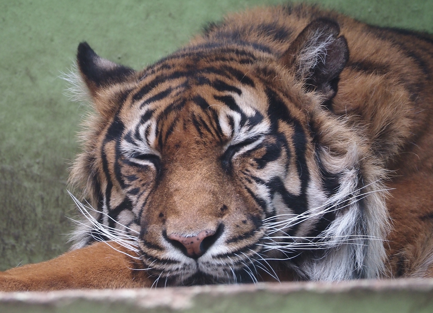 Sumatran tiger (Panthera tigris sumatrae), 2025-05-22