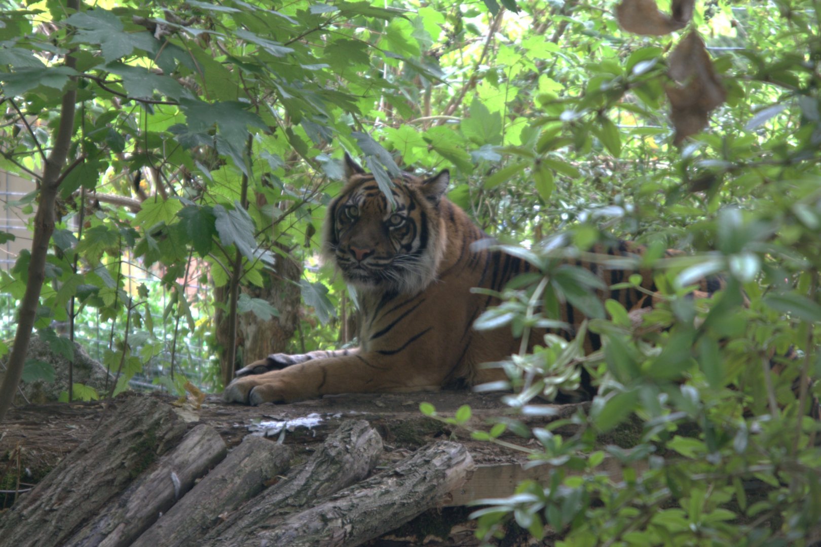 Sumatran Tiger (Panthera tigris sumatrae), 26-08-25