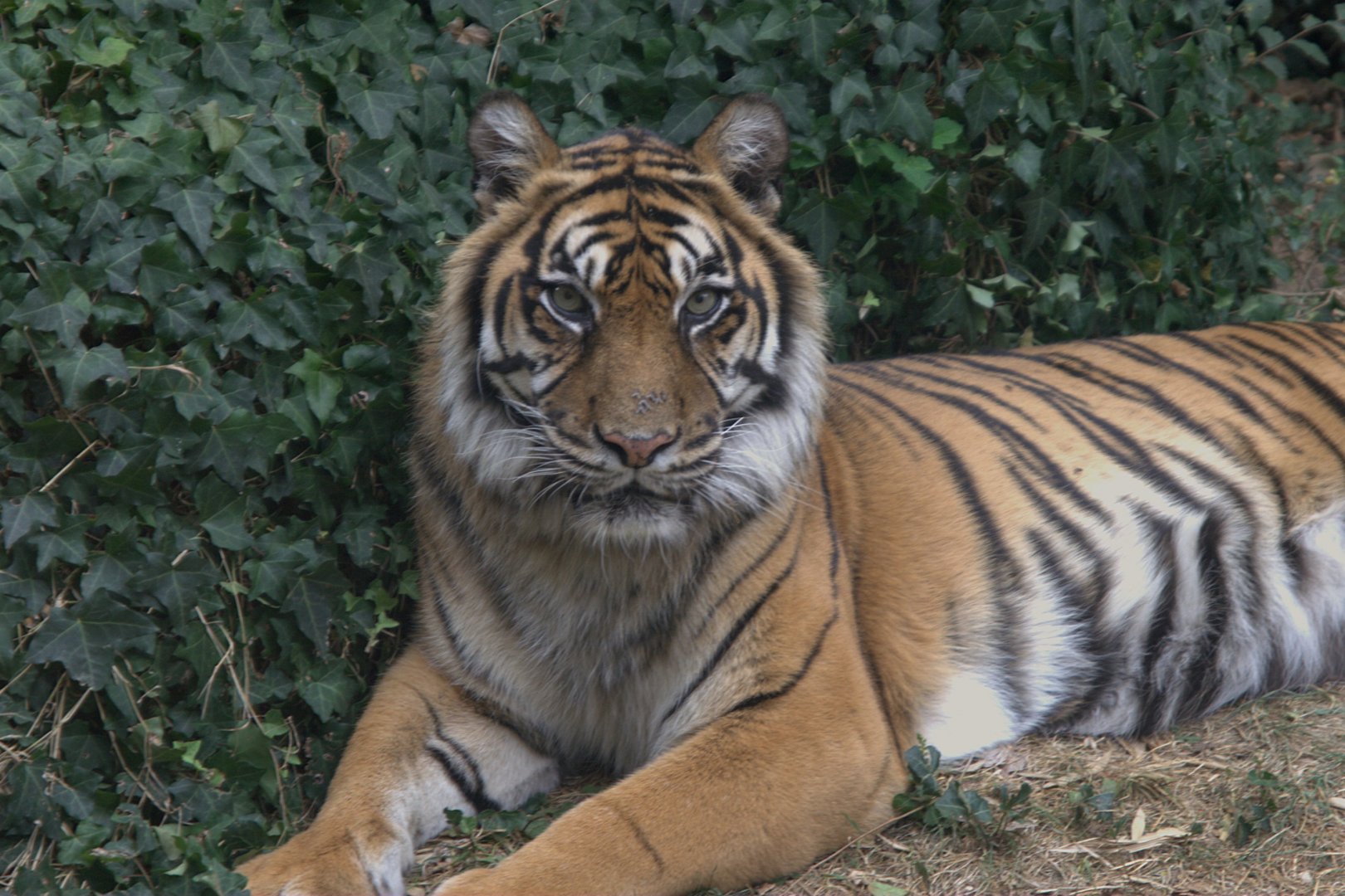 Sumatran Tiger (Panthera tigris sumatrae), 27-08-25