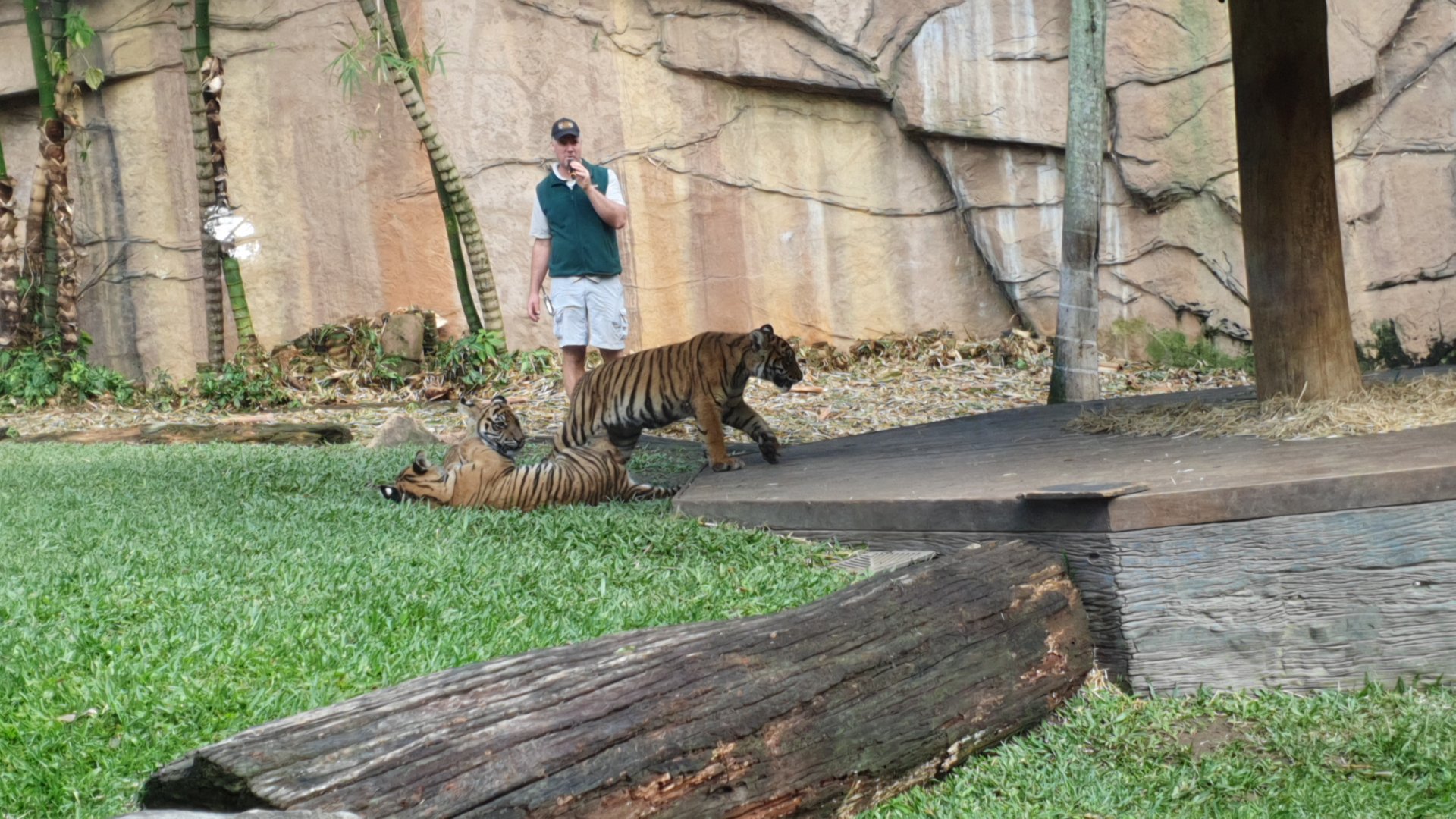 Sumatran tiger (Panthera tigris sumatrae) cubs