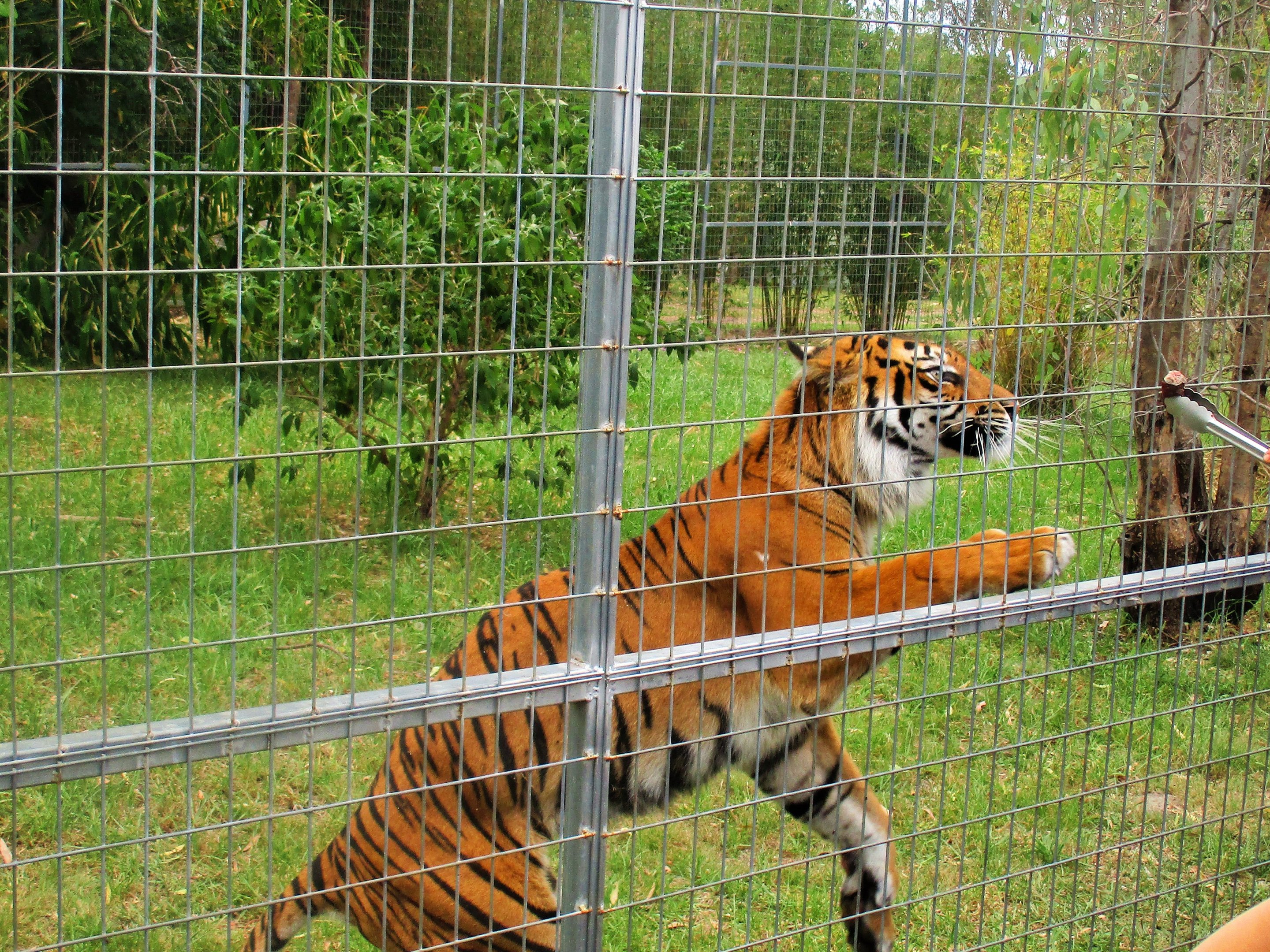 Sumatran Tiger (Panthera tigris sumatrae)- December 2017