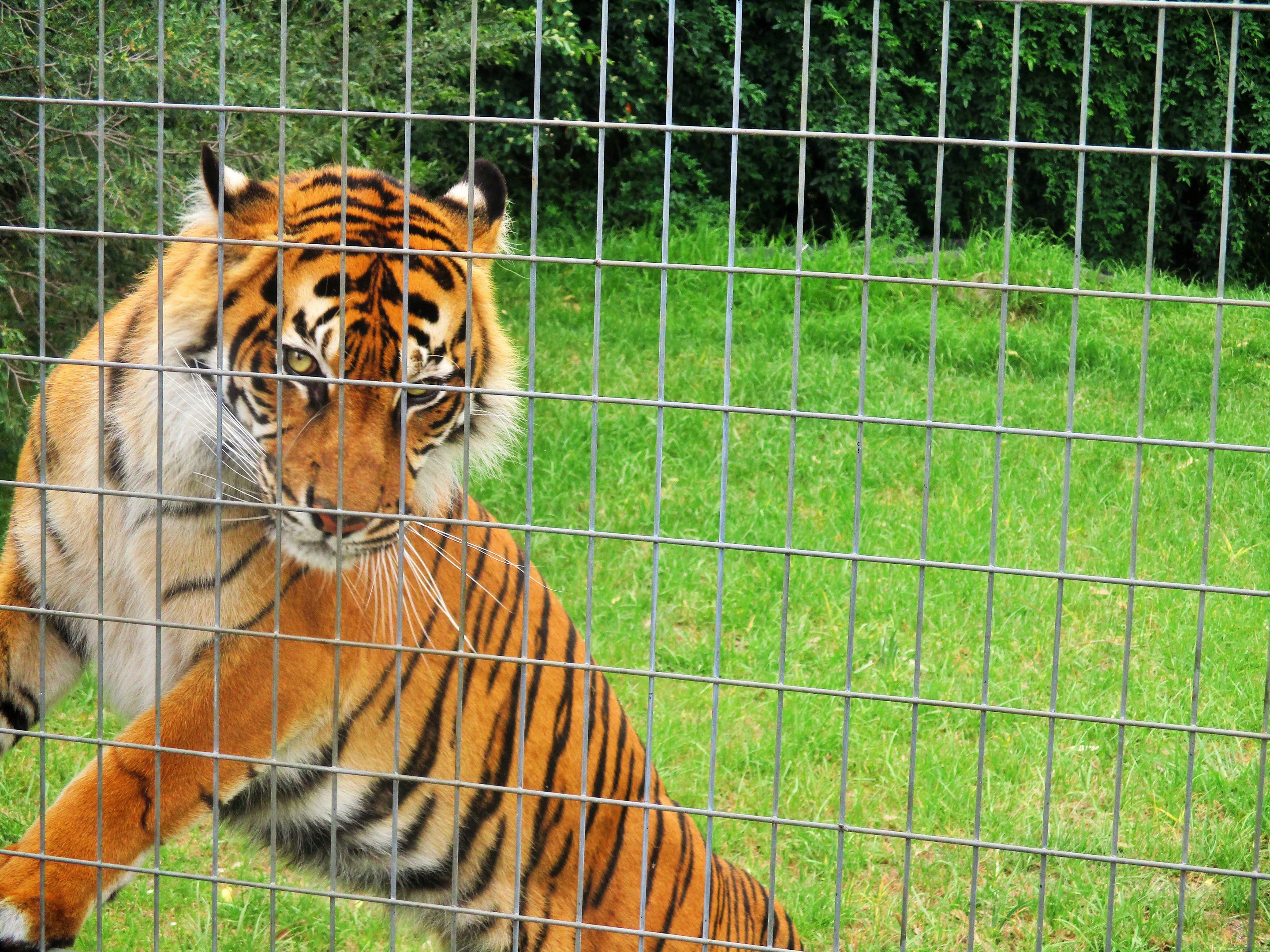 Sumatran Tiger (Panthera tigris sumatrae)- December 2017