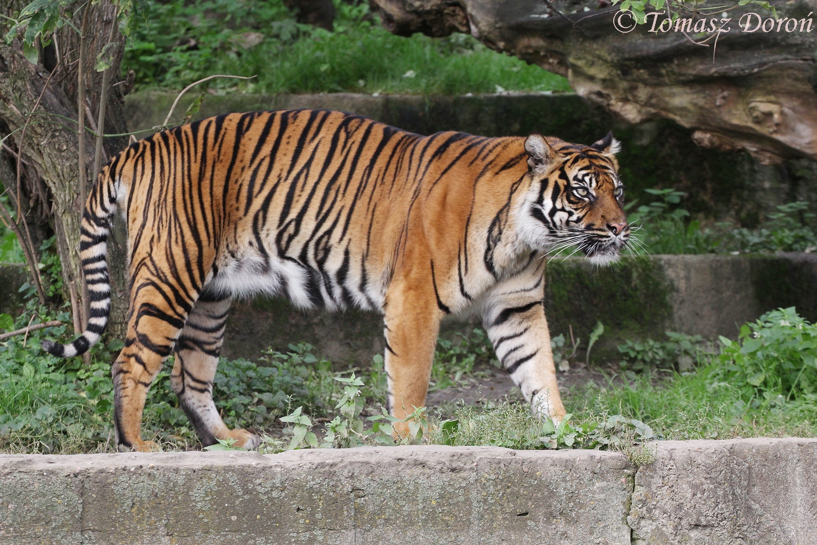 Sumatran Tiger (Panthera tigris sumatrae), female "Ratu" (born in 2003 at Krefeld Zoo)