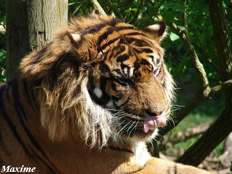 Sumatran Tiger (Panthera tigris sumatrae) - Les Sables d'Olonne (France)