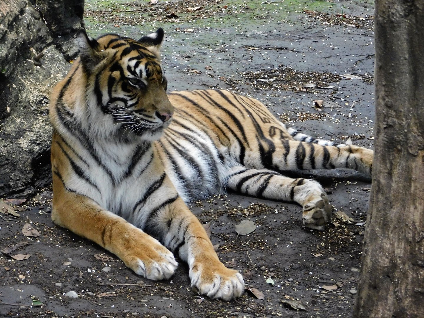 Sumatran Tiger (Panthera tigris sumatrae) September 13, 2025
