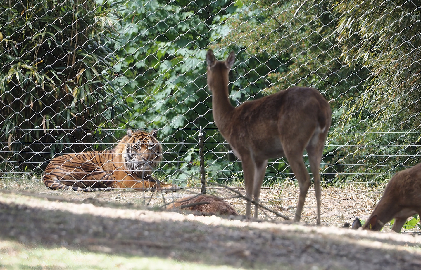 Sumatran tiger (Panthera tigris sumatrae) watching Eld's deer through fencing, 2025-05-17