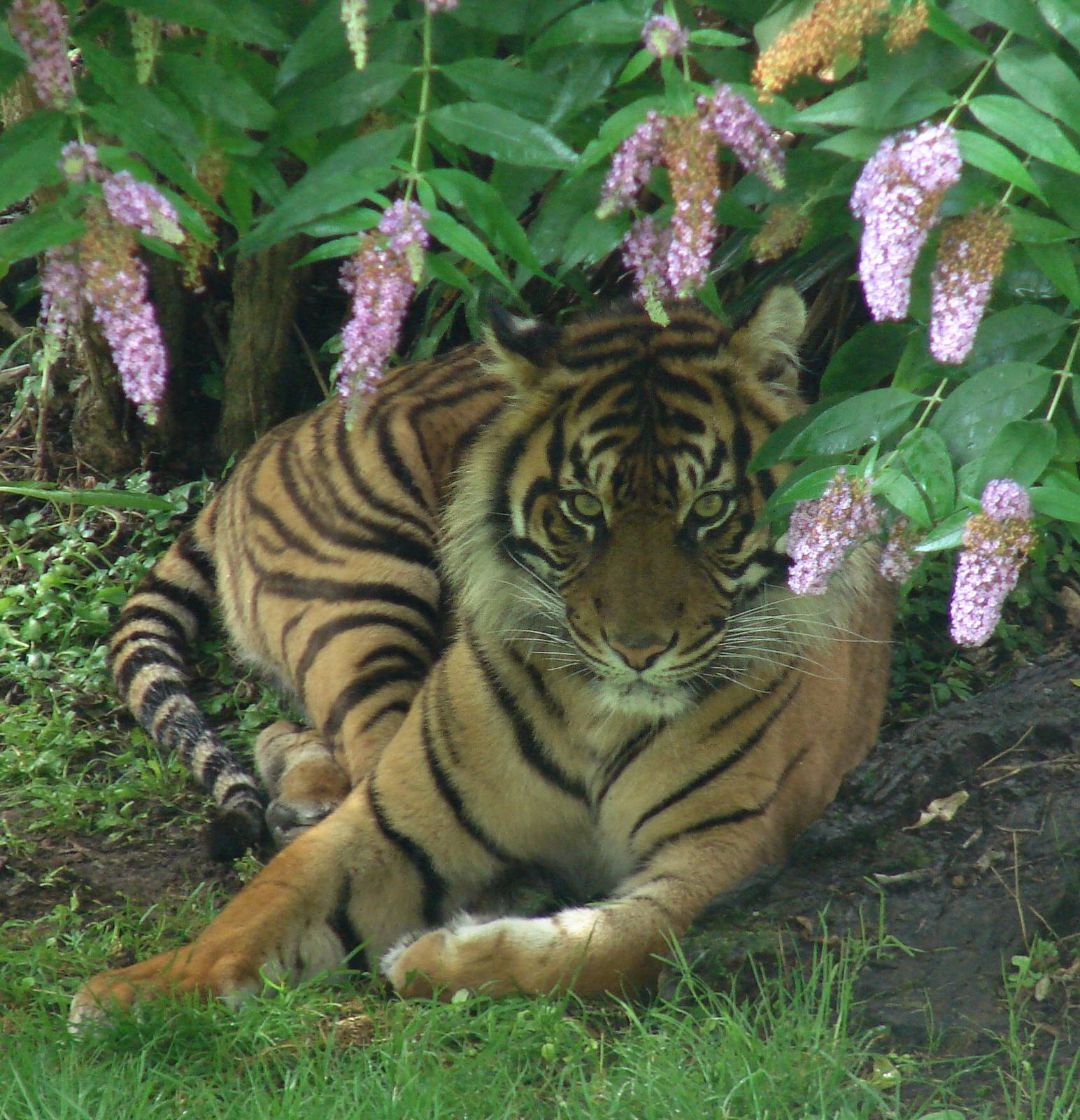 Sumatran tiger (Panthera tigris sumatrae)