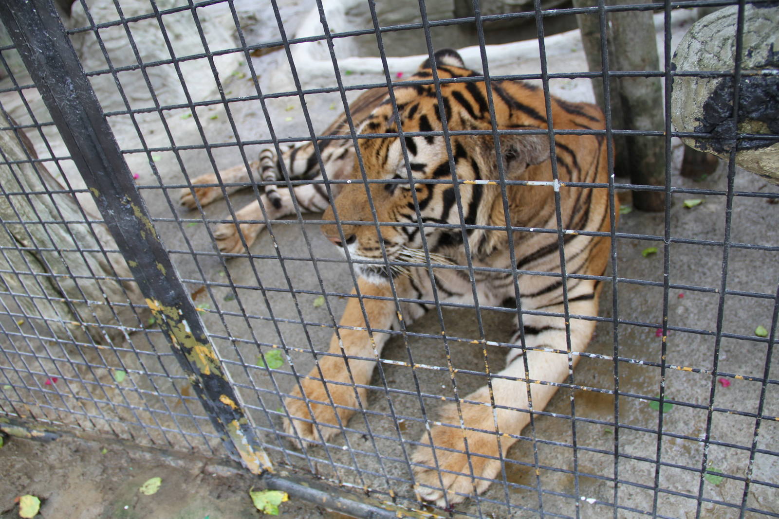 Sumatran Tiger (Panthera tigris sumatrae)