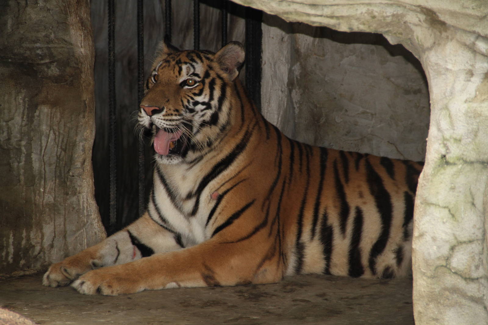 Sumatran Tiger (Panthera tigris sumatrae)