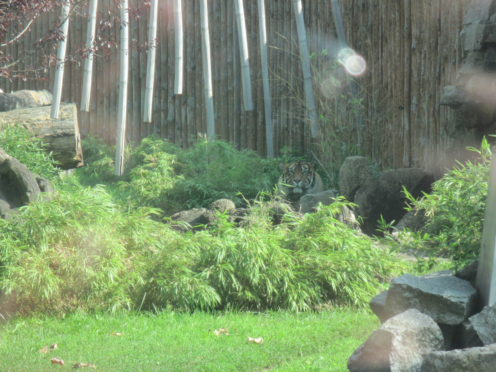 Sumatran tiger (Panthera tigris sumatrae)