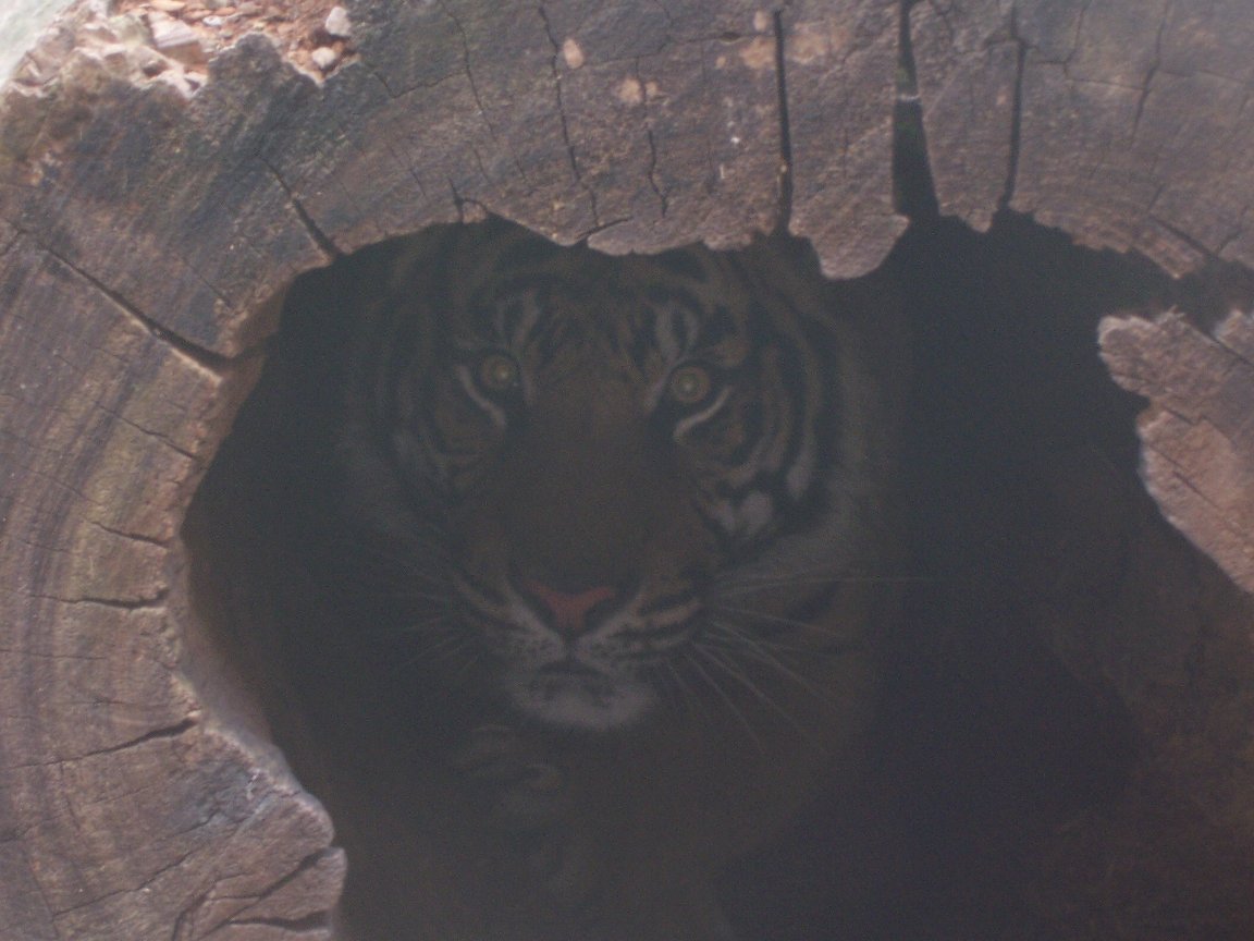 Sumatran Tiger (Panthera tigris sumatrae)