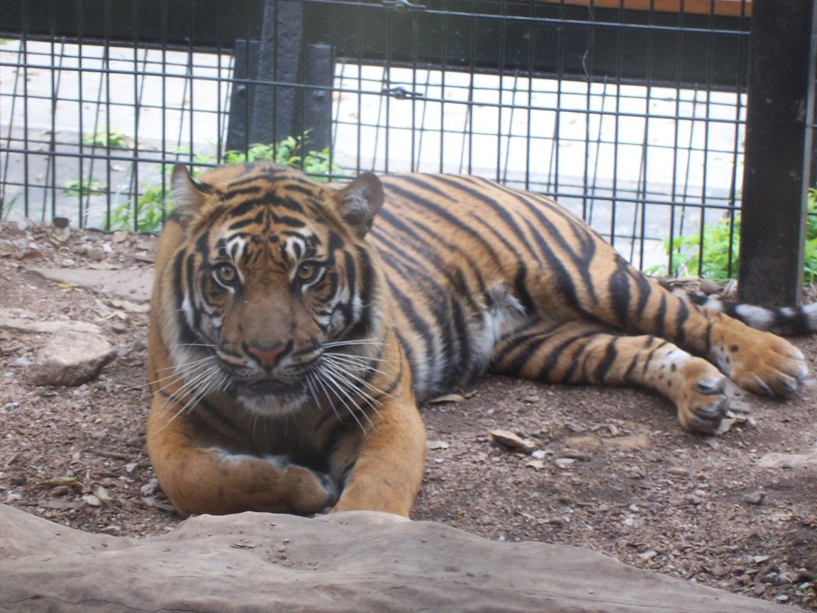 Sumatran Tiger (Panthera tigris sumatrae)