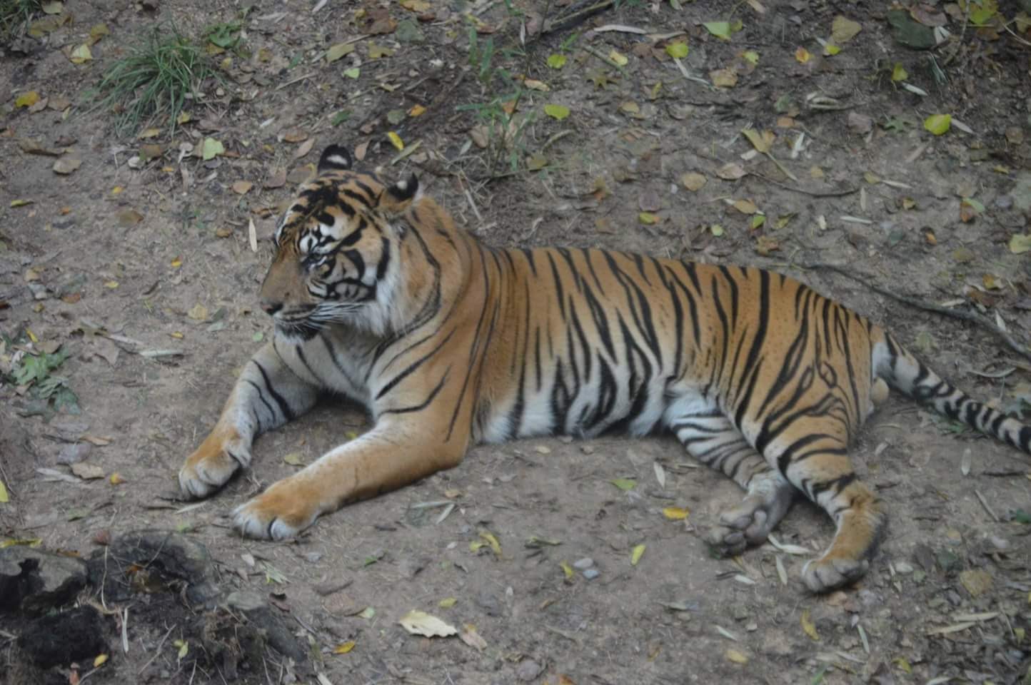 Sumatran Tiger (Panthera tigris sumatrae)