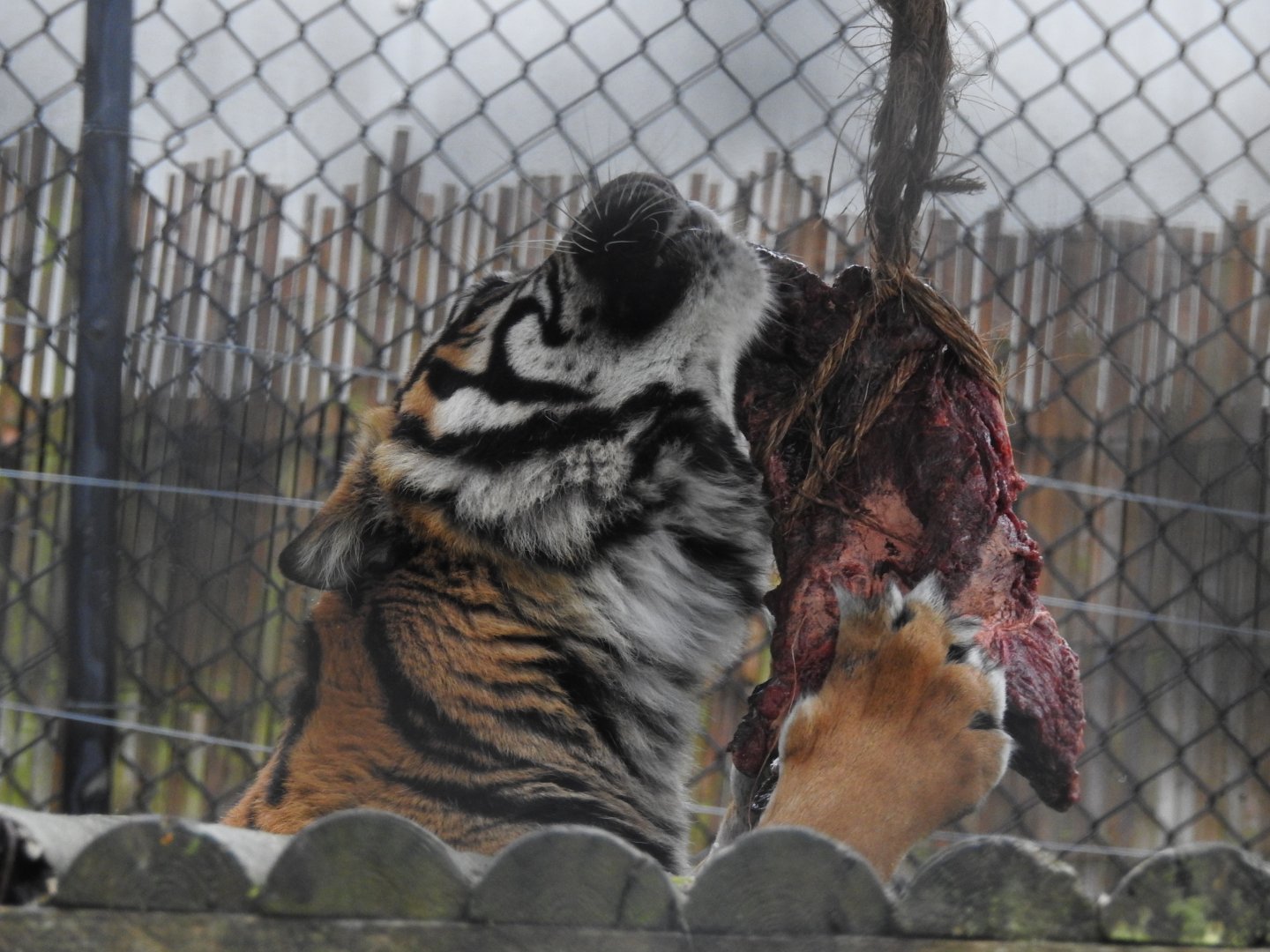 Sumatran Tiger (Panthera tigris sumatrae)