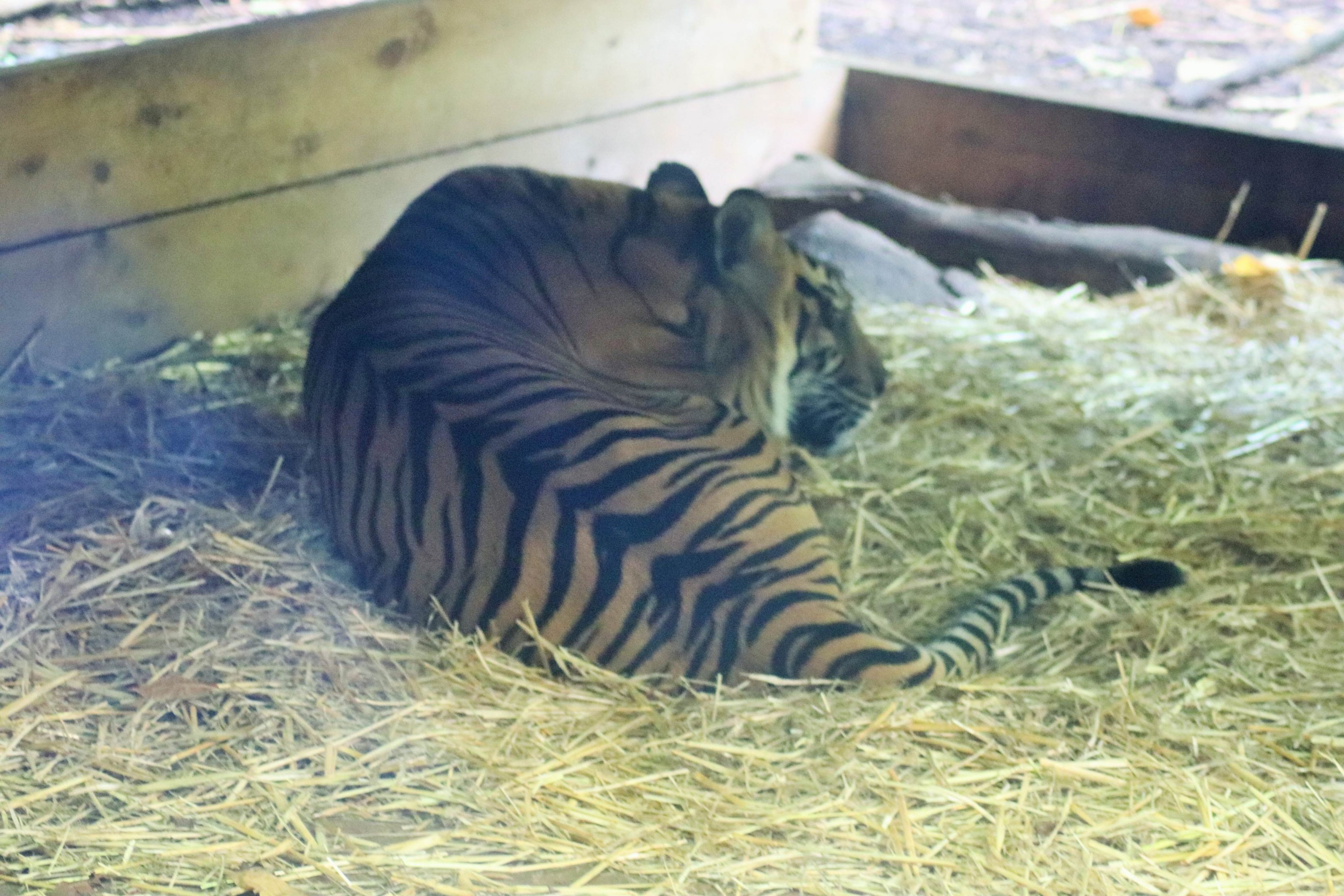 Sumatran Tiger (Panthera tigris sumatrae)