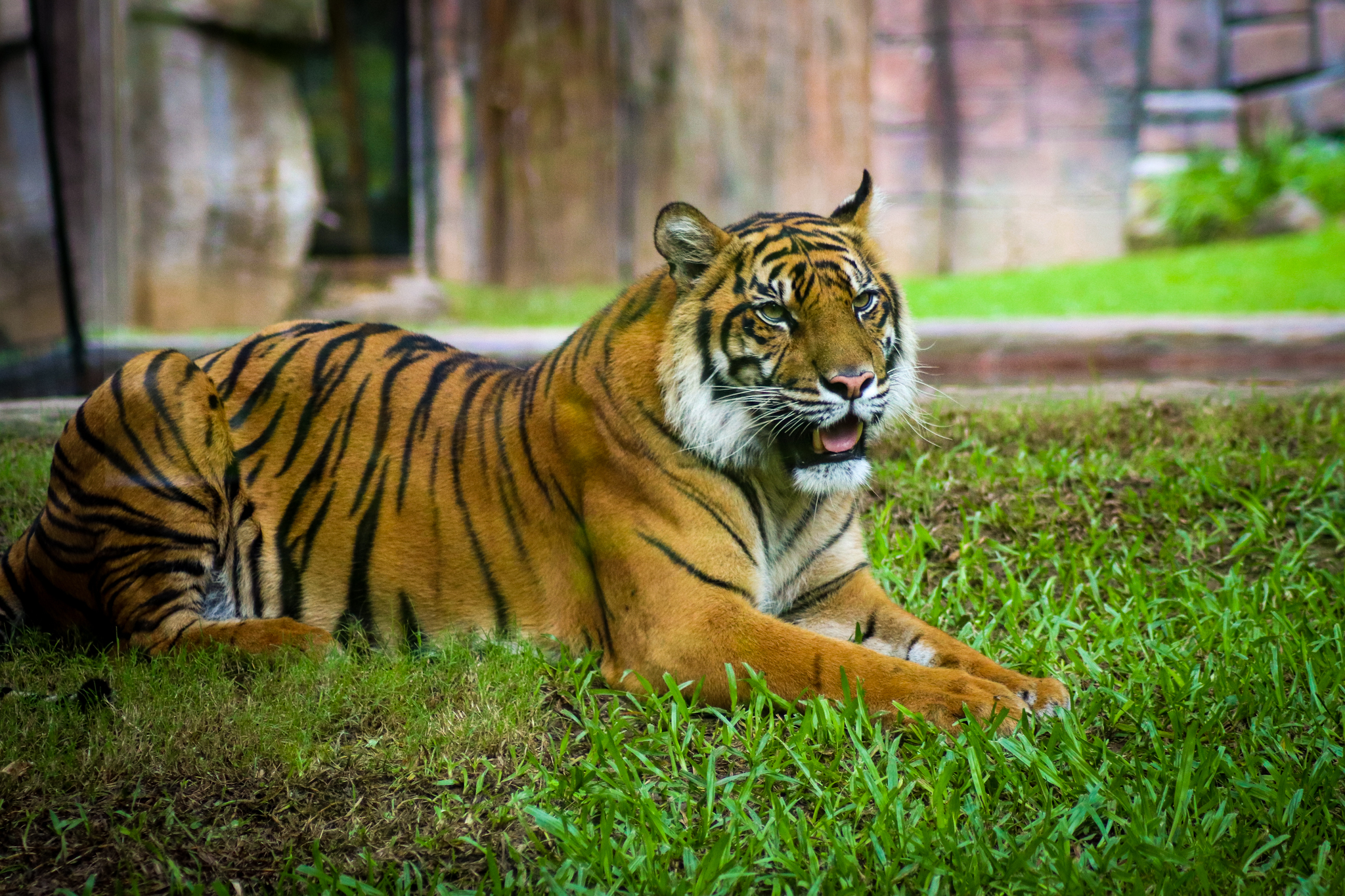 Sumatran Tiger (Panthera tigris sumatrae)