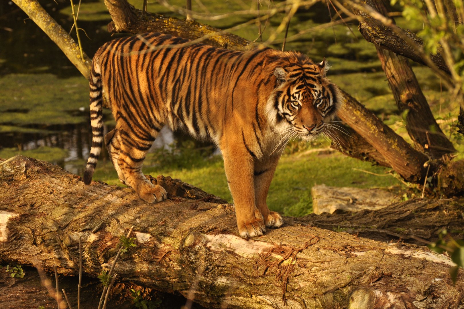 Sumatran tiger (Panthera tigris sumatrae)