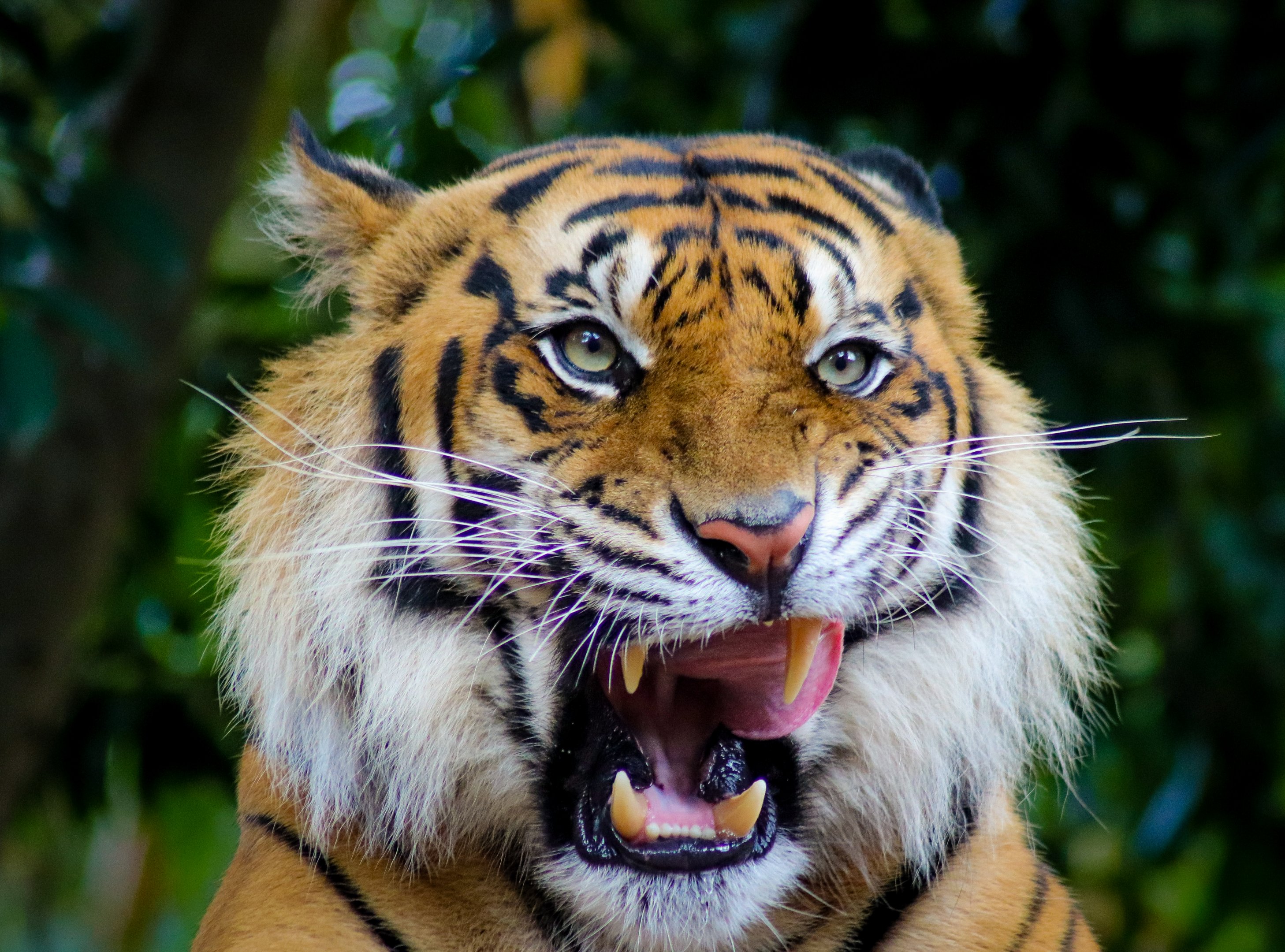 Sumatran Tiger (Panthera tigris sumatrae)