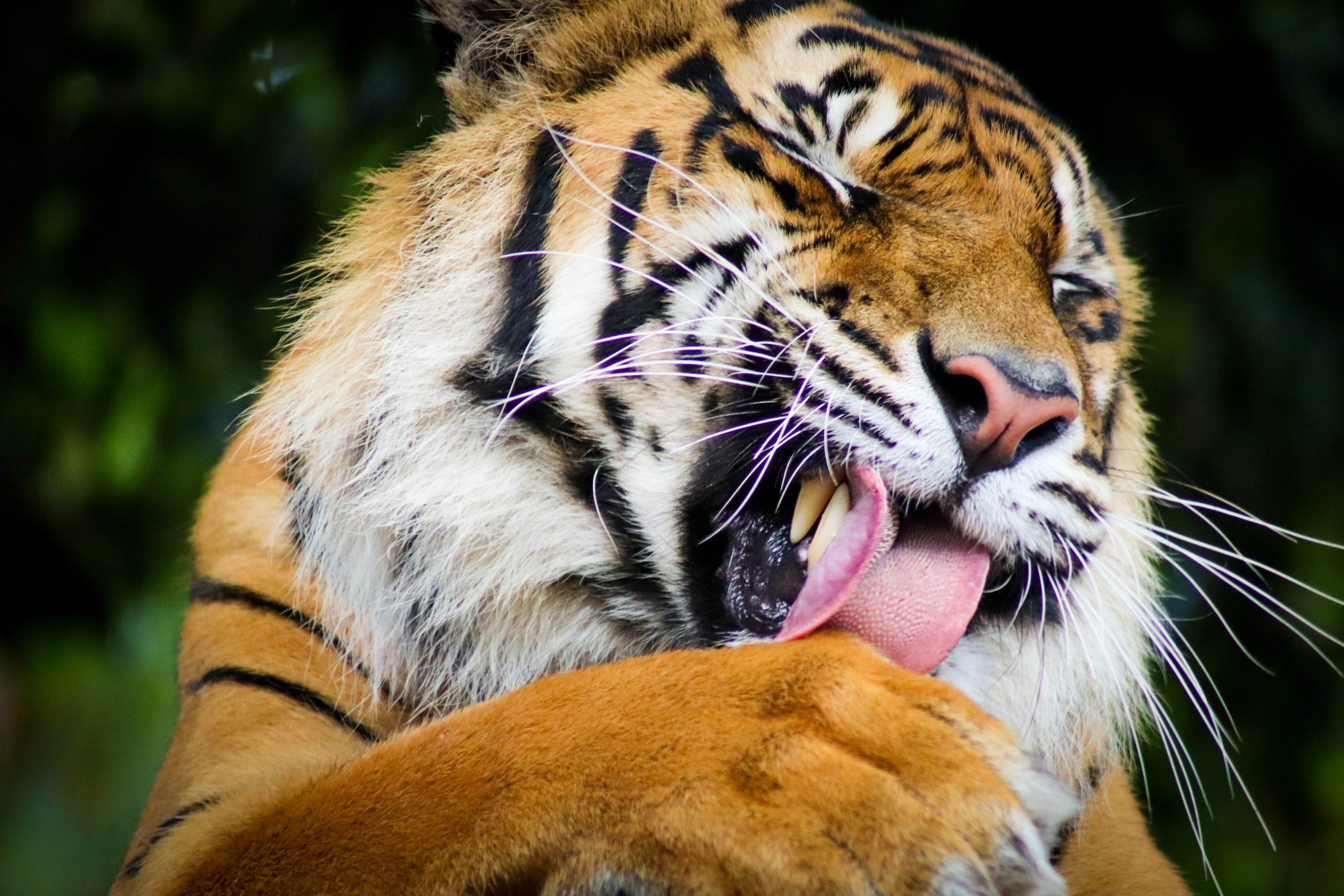 Sumatran Tiger (Panthera tigris sumatrae)