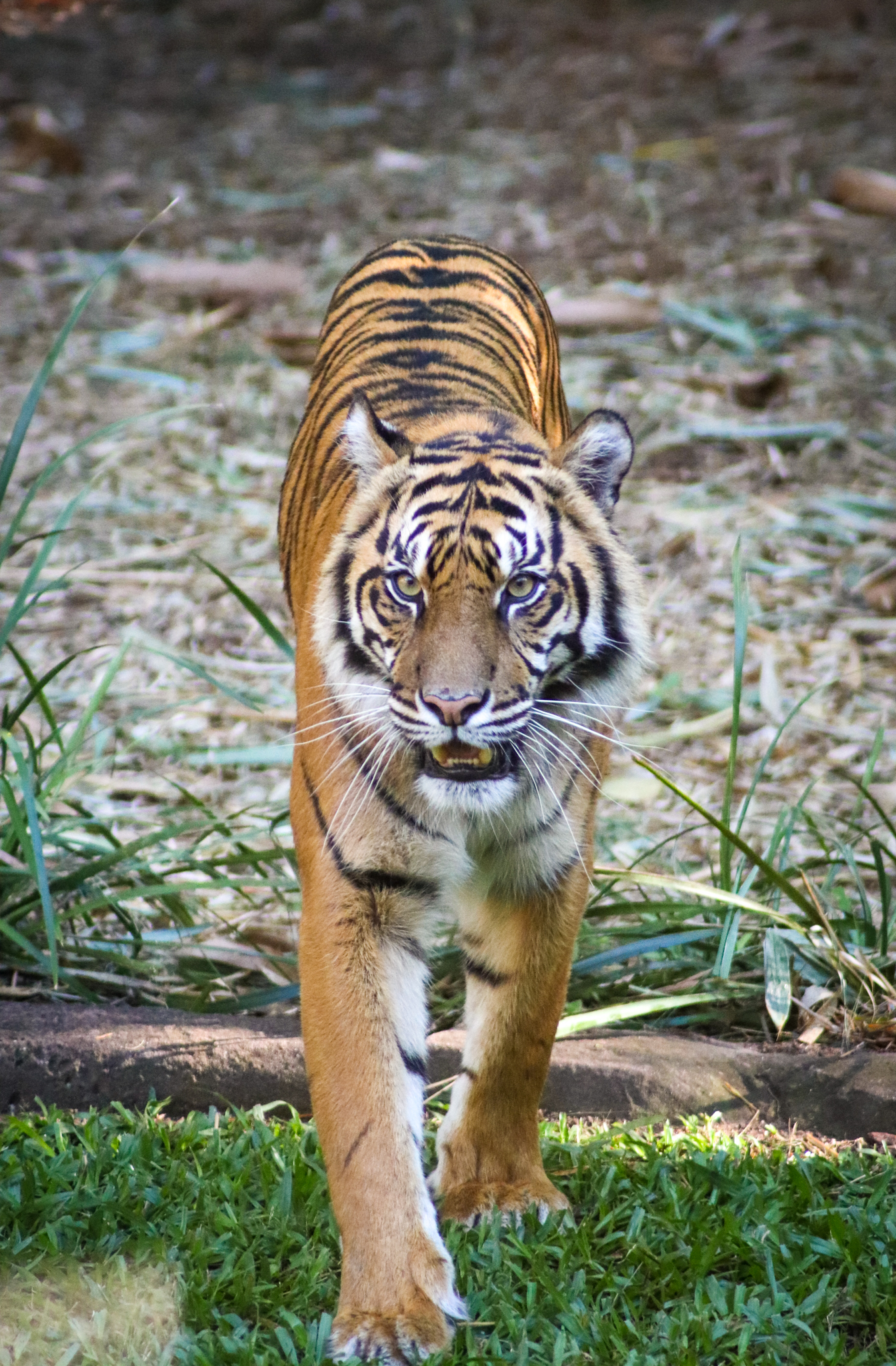 Sumatran Tiger (Panthera tigris sumatrae)