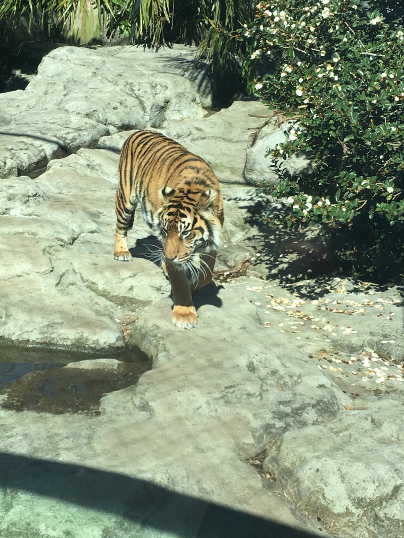 Sumatran tiger (Panthera tigris sumatrae)