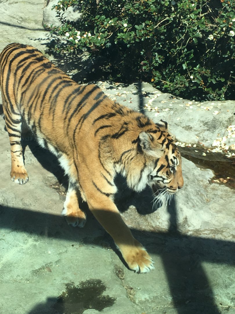 Sumatran tiger (Panthera tigris sumatrae)