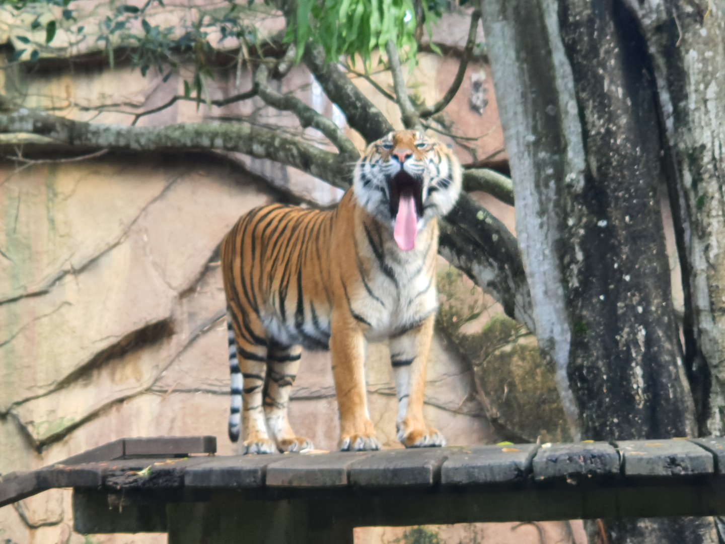 Sumatran tiger (Panthera tigris sumatrae)