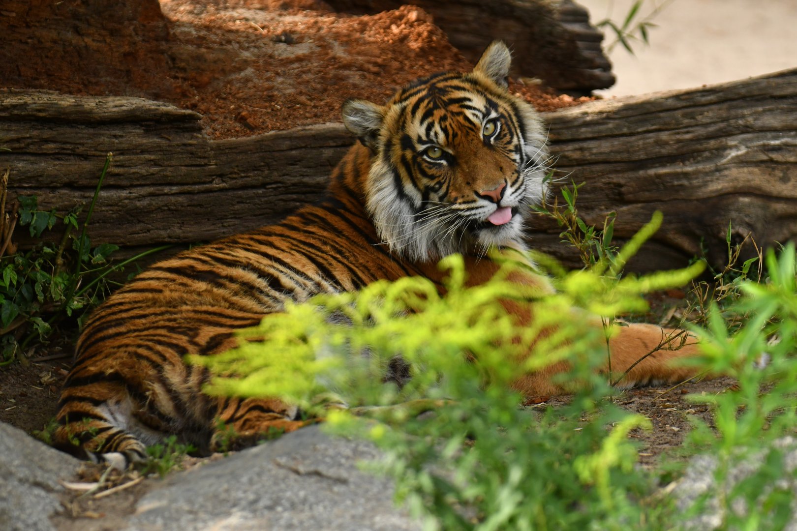 Sumatran tiger (Panthera tigris sumatrae)
