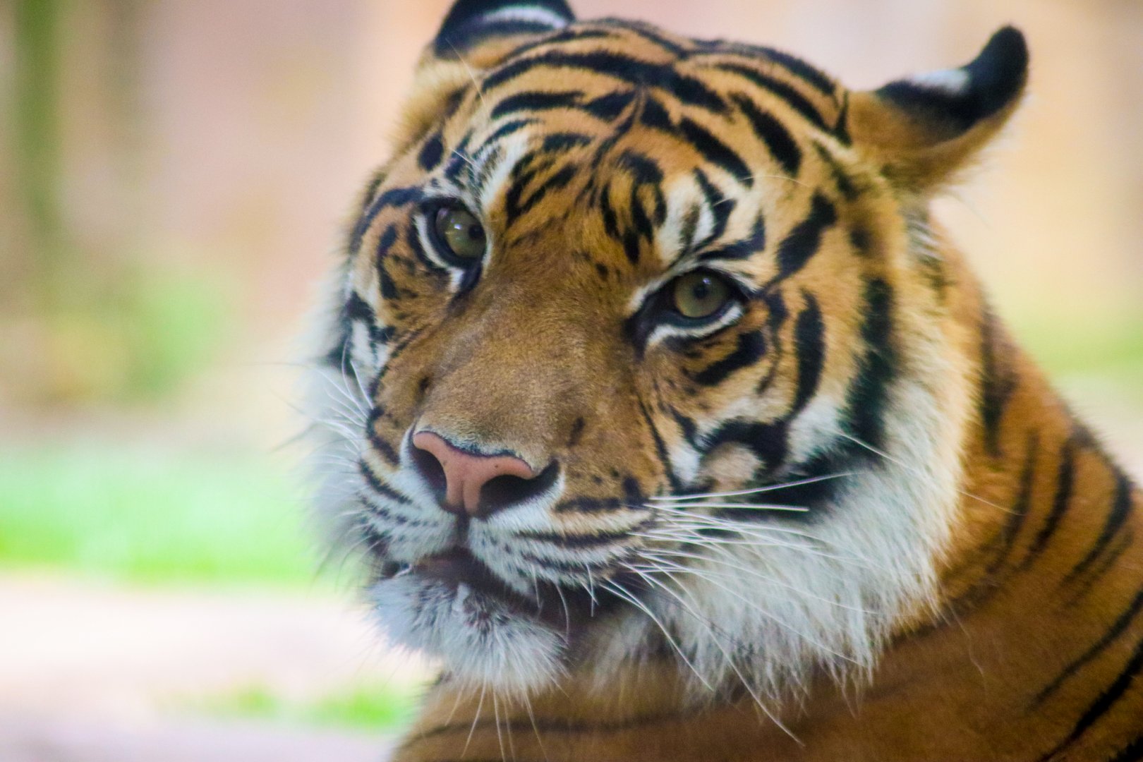 Sumatran Tiger (Panthera tigris sumatrae)