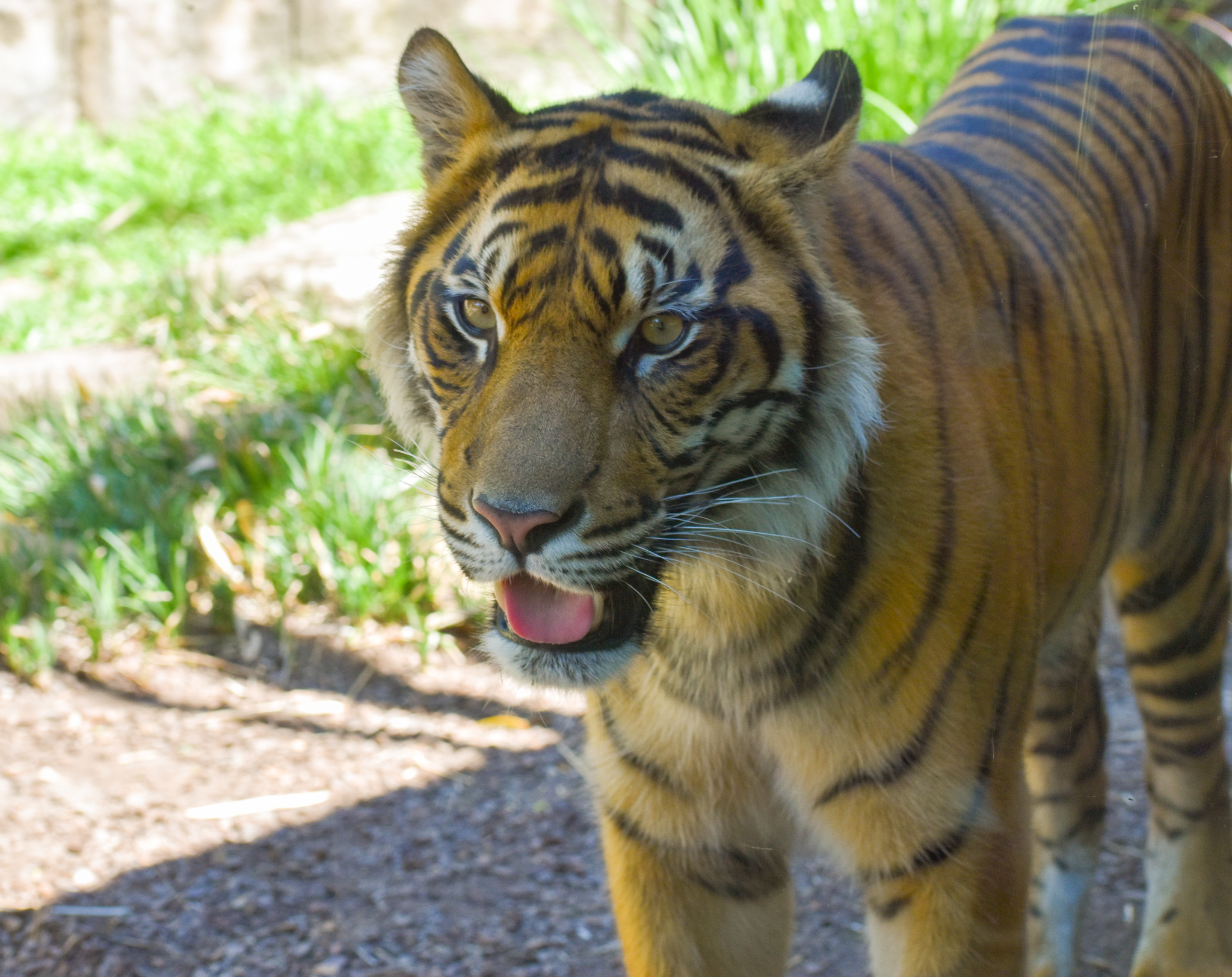 Sumatran Tiger (Panthera tigris sumatrae)