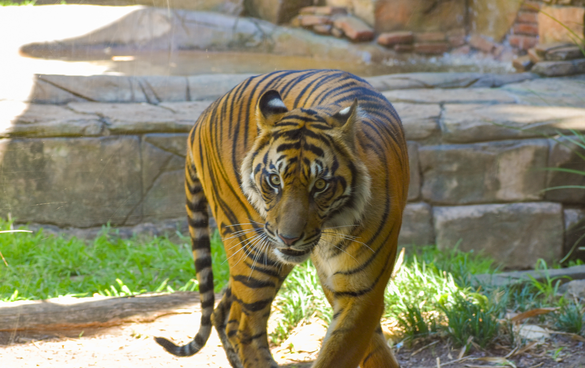 Sumatran Tiger (Panthera tigris sumatrae)