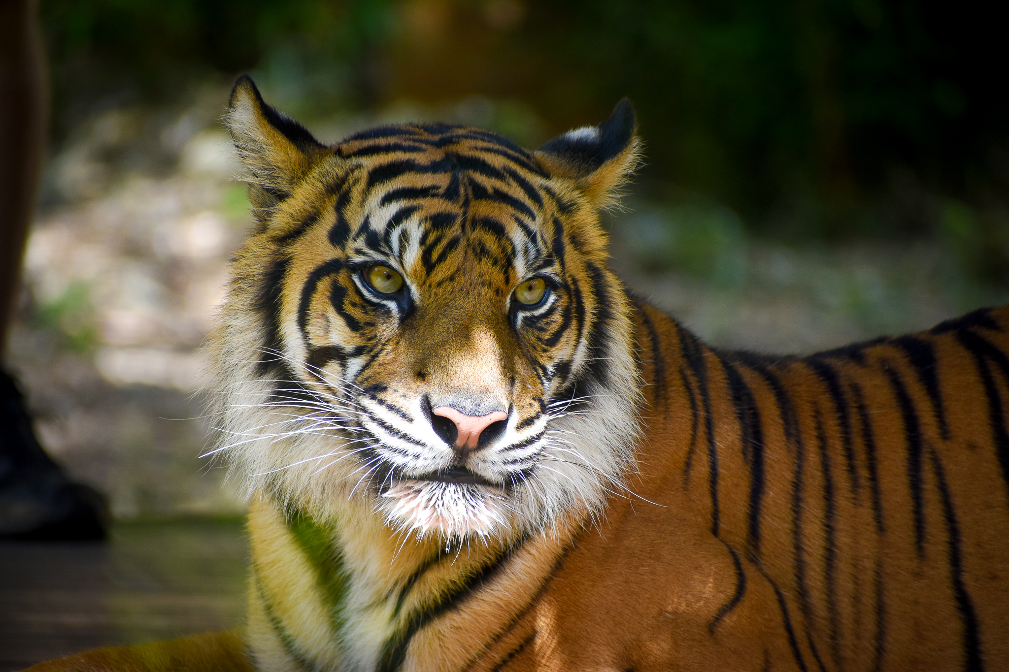 Sumatran Tiger (Panthera tigris sumatrae)