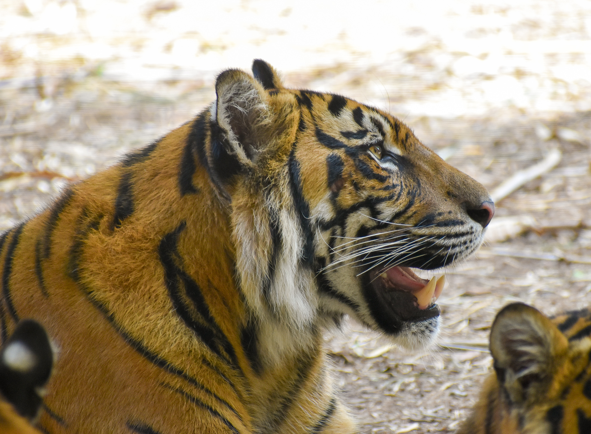 Sumatran Tiger (Panthera tigris sumatrae)
