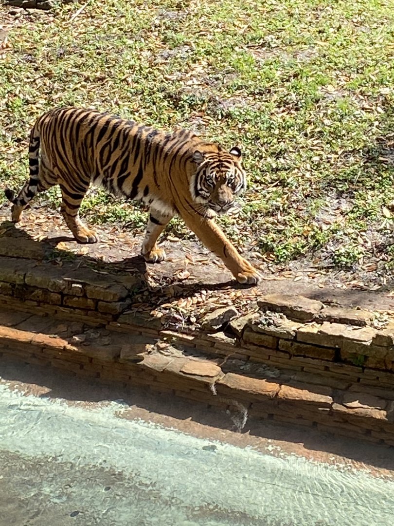 Sumatran Tiger (Panthera tigris sumatrae)