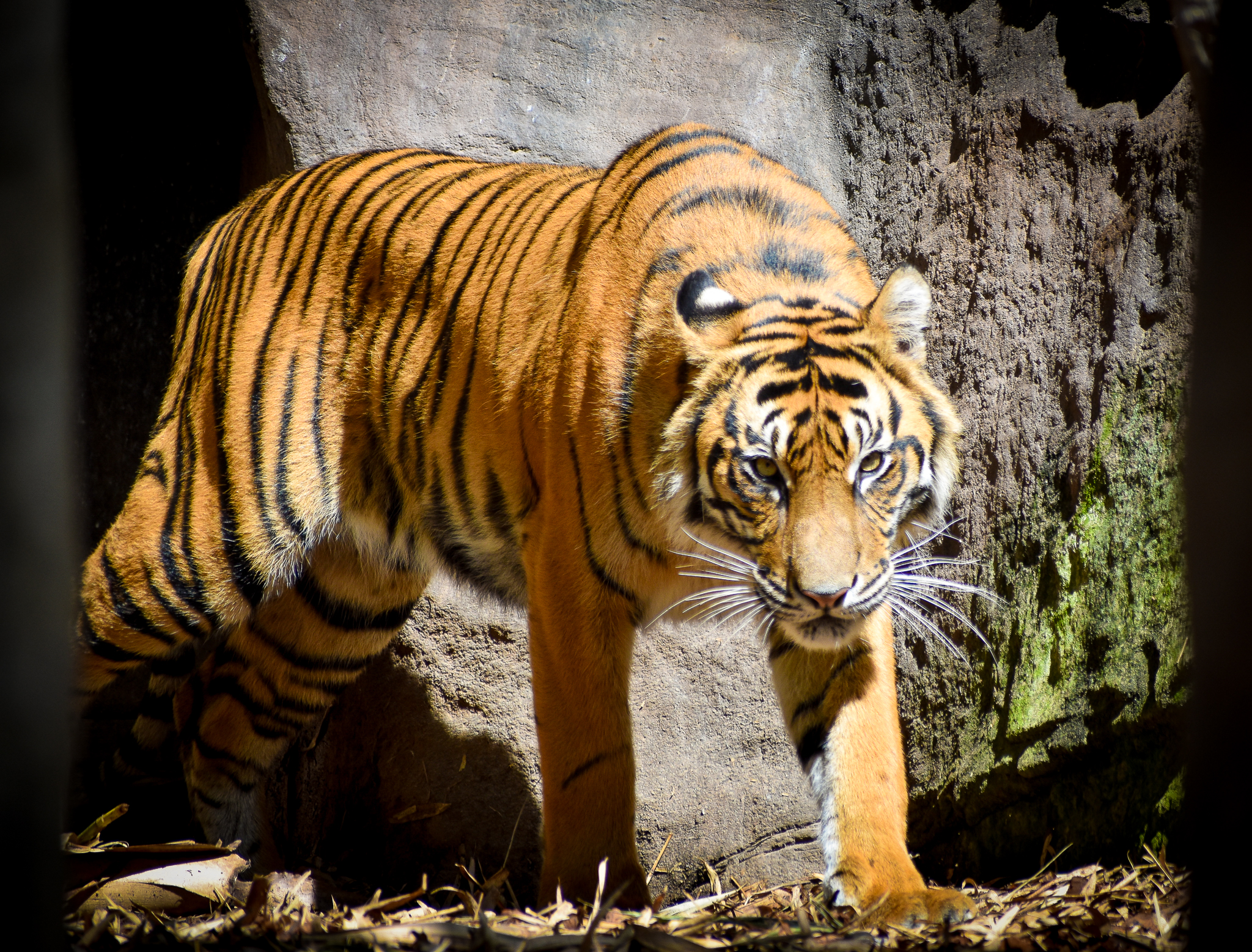 Sumatran Tiger (Panthera tigris sumatrae)