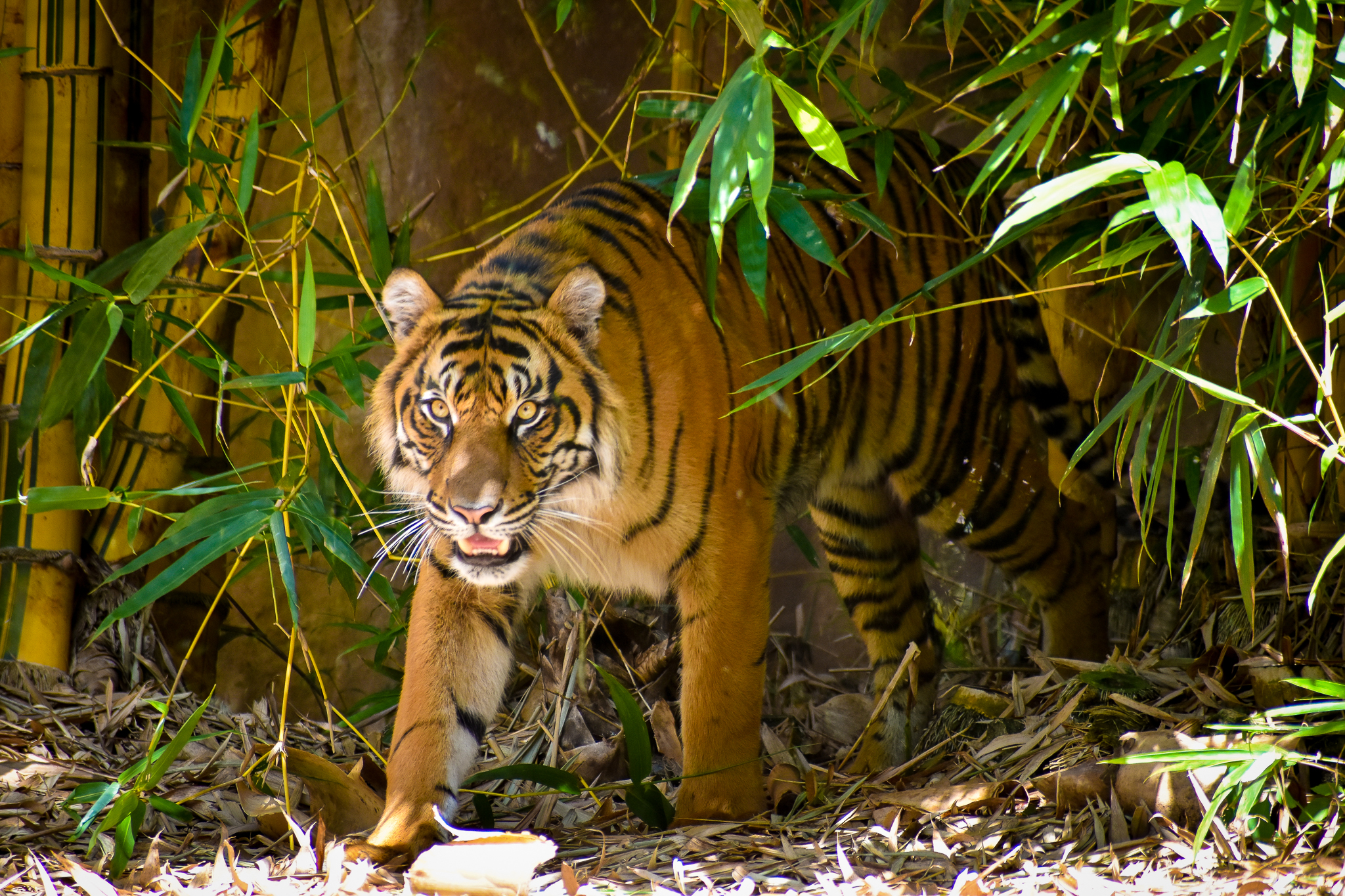 Sumatran Tiger (Panthera tigris sumatrae)