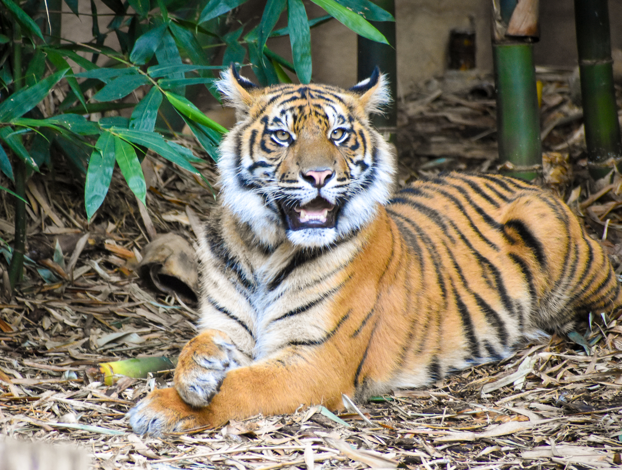 Sumatran Tiger (Panthera tigris sumatrae)