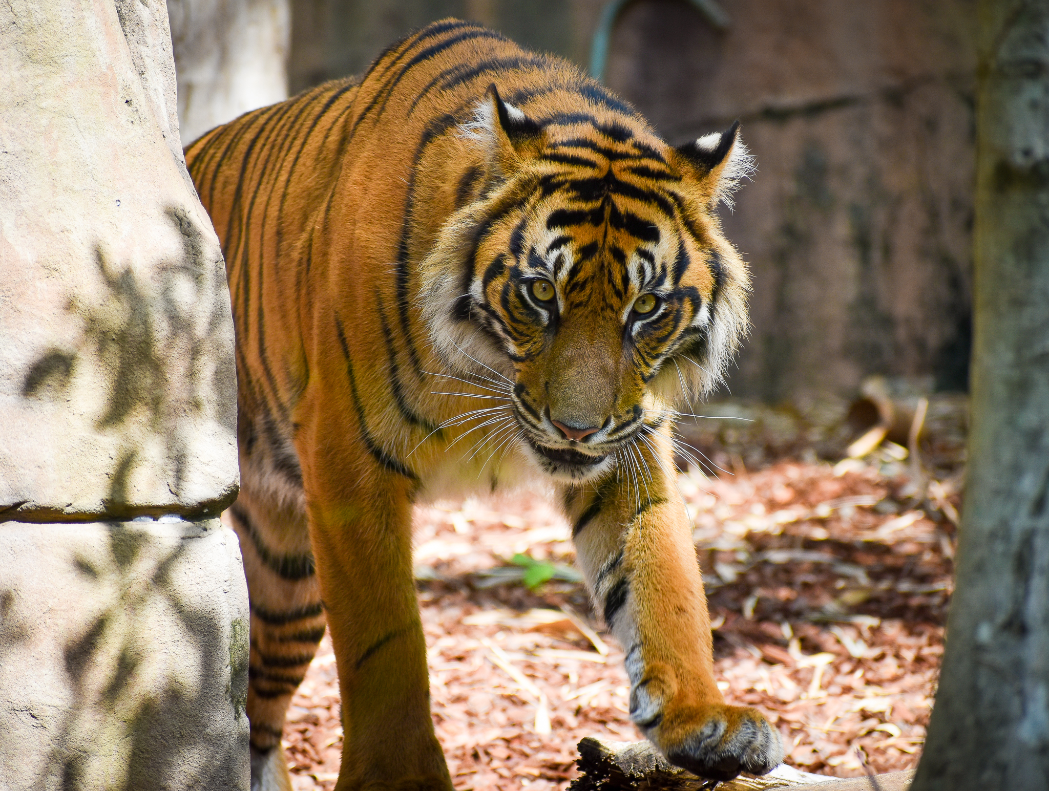 Sumatran Tiger (Panthera tigris sumatrae)