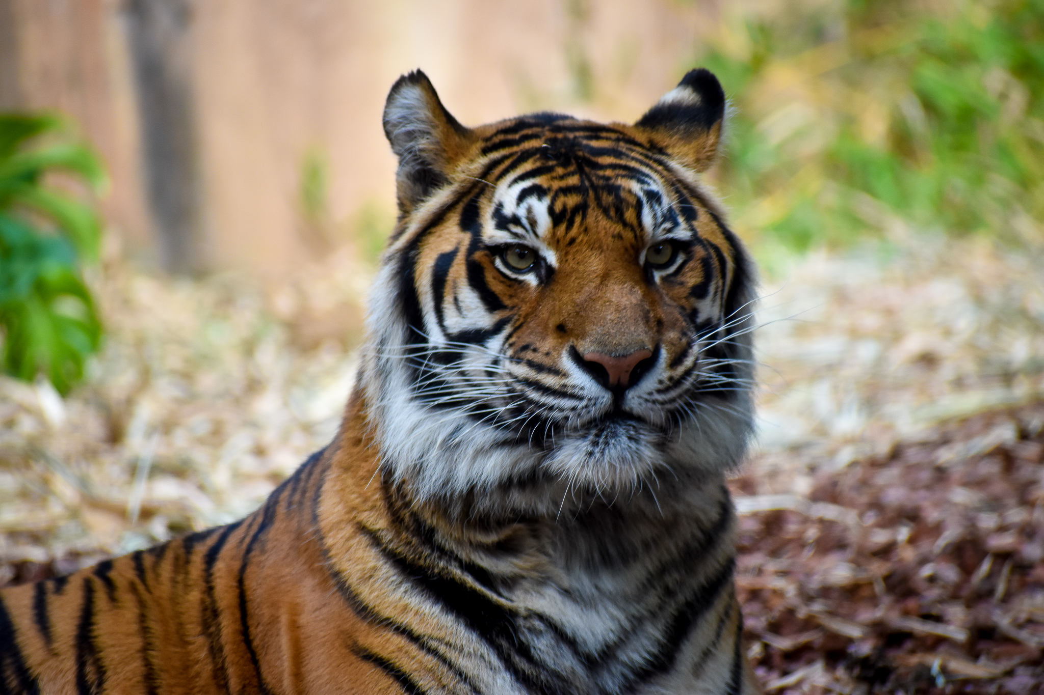 Sumatran Tiger (Panthera tigris sumatrae)