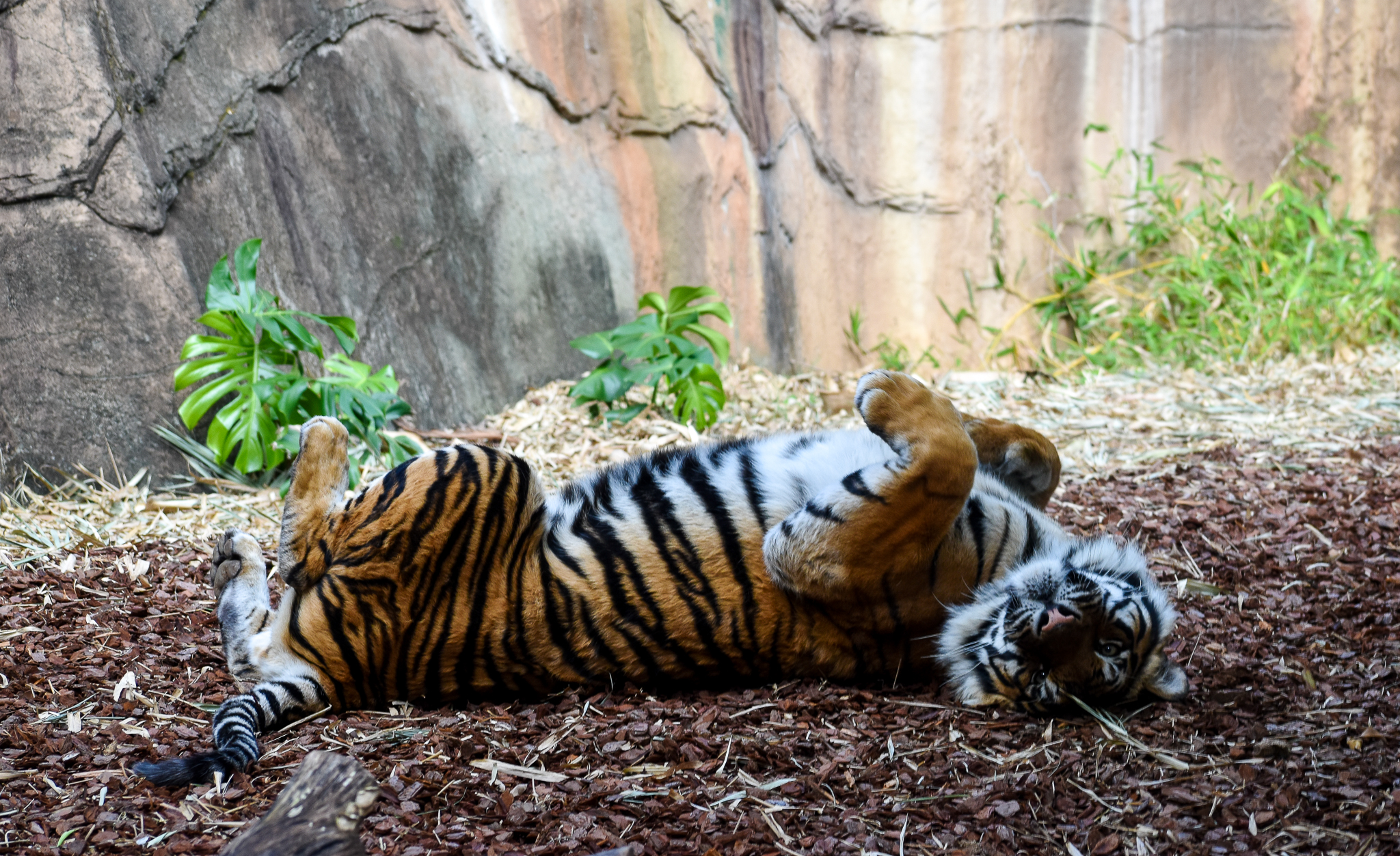 Sumatran Tiger (Panthera tigris sumatrae)