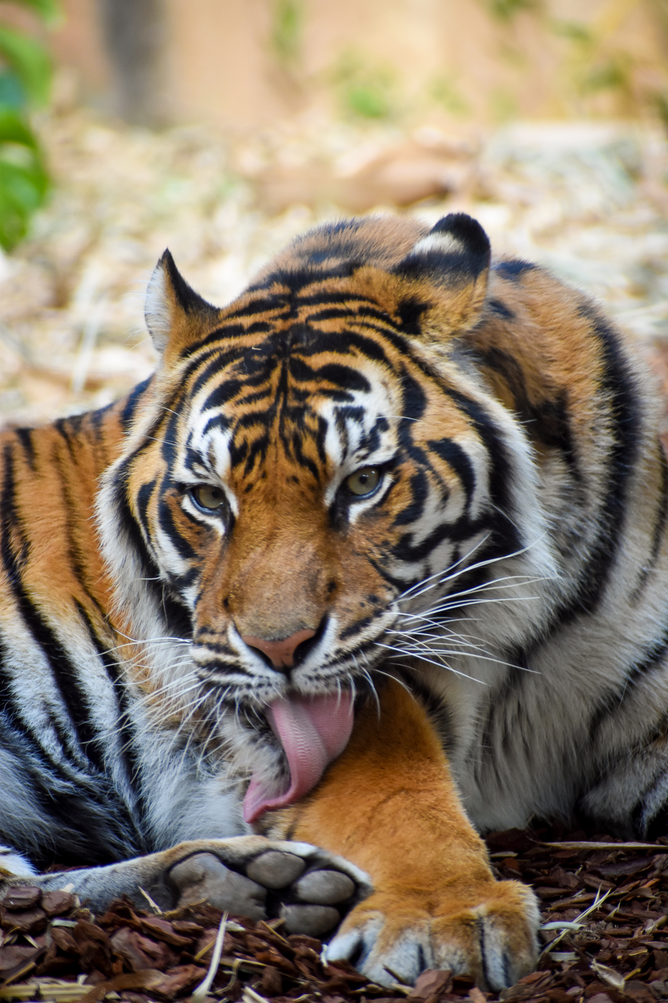 Sumatran Tiger (Panthera tigris sumatrae)